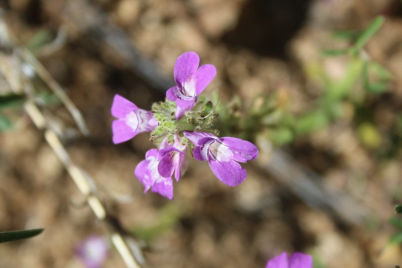Sticky Chinese Houses