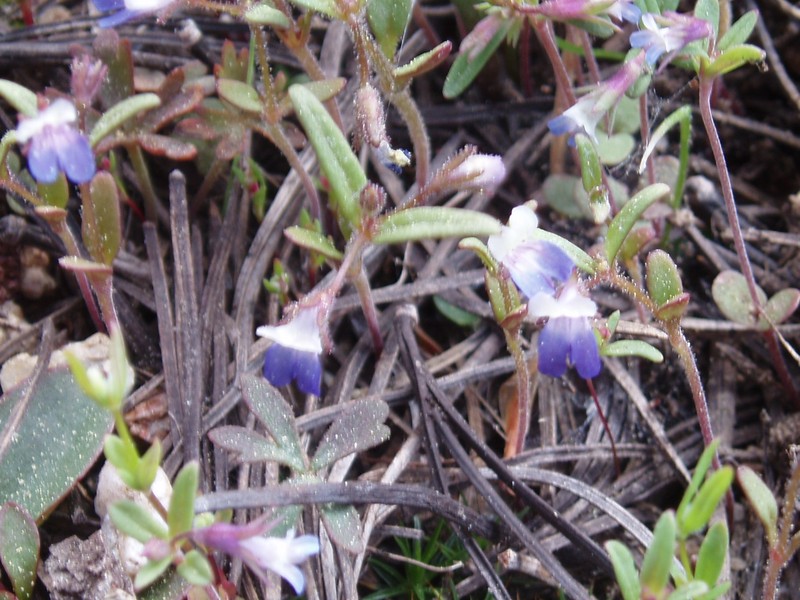 Torrey's Blue Eyed Mary