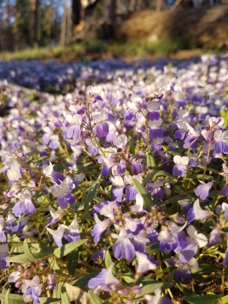 Torrey's Blue Eyed Mary