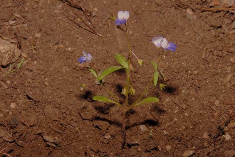 Torrey's Blue Eyed Mary photo 2