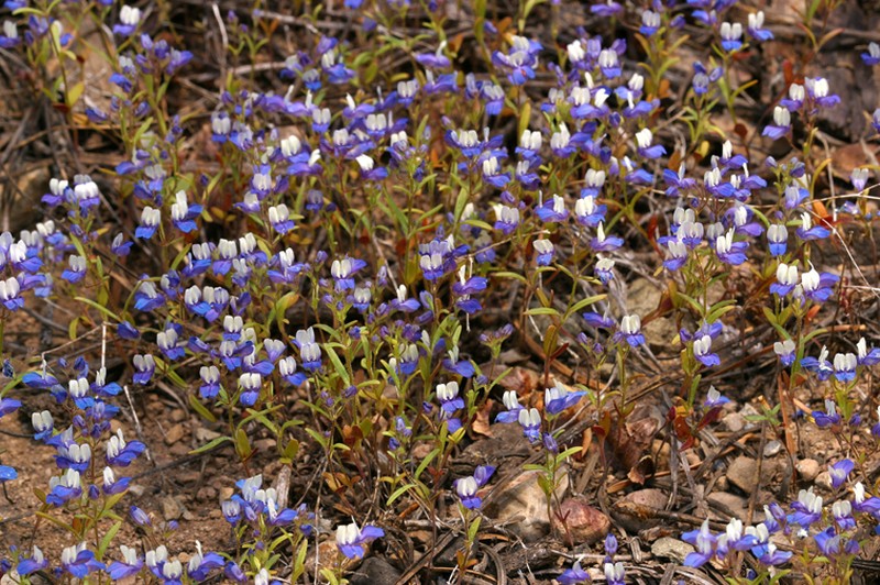 Torrey's Blue Eyed Mary photo 3