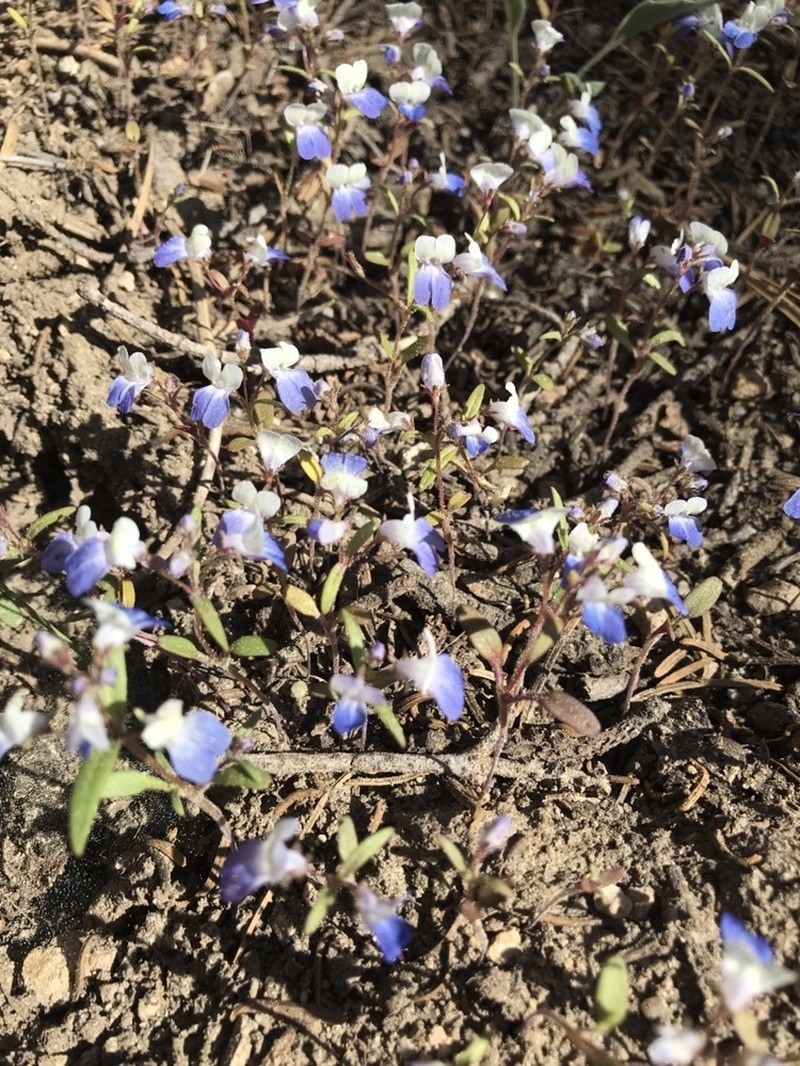 Torrey's Blue Eyed Mary photo 4