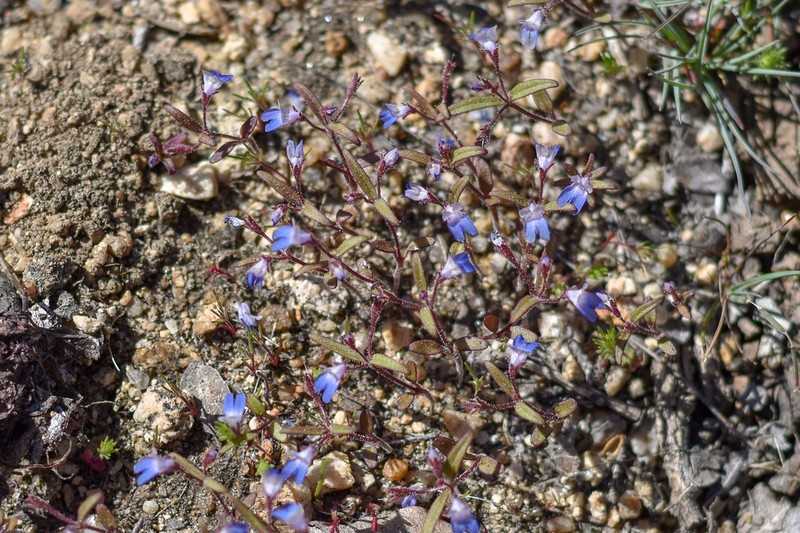 Torrey's Blue Eyed Mary photo 5