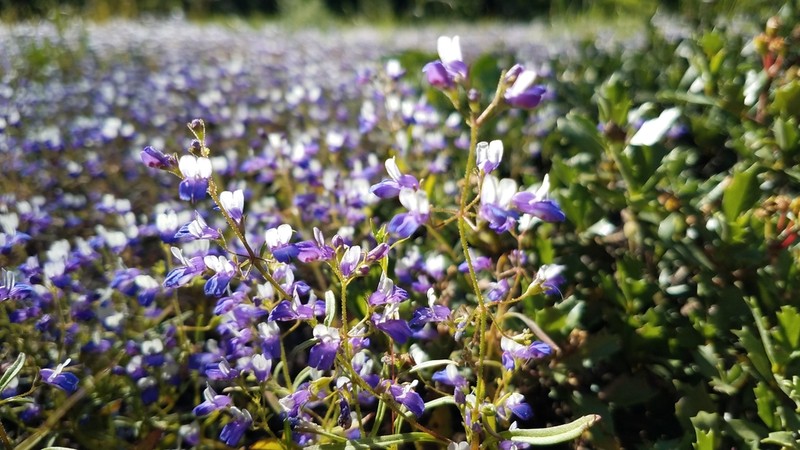 Torrey's Blue Eyed Mary photo 6