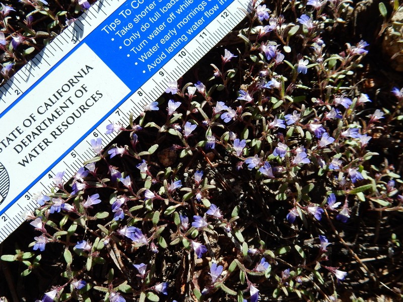 Torrey's Blue Eyed Mary photo 7