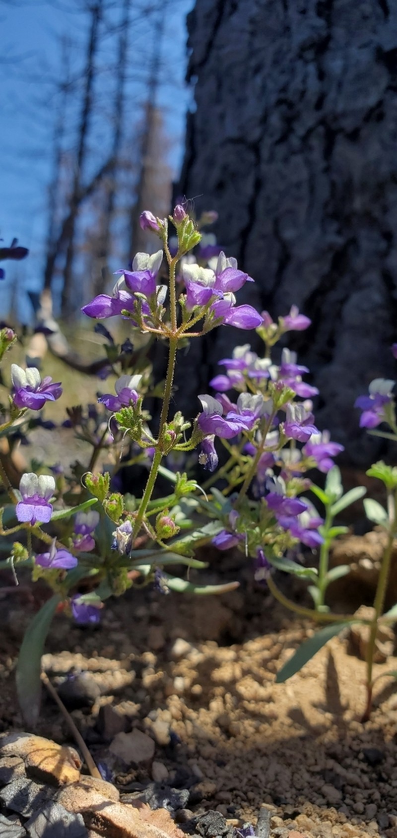 Torrey's Blue Eyed Mary photo 8