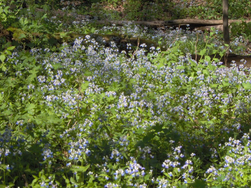 Spring Blue Eyed Mary