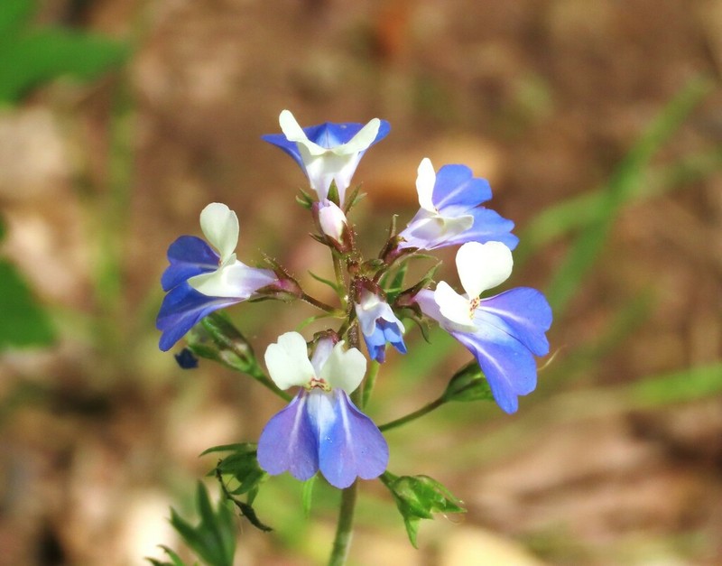 Spring Blue Eyed Mary