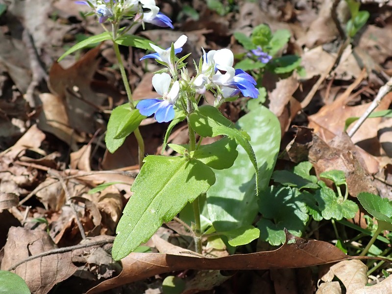 Spring Blue Eyed Mary photo 2