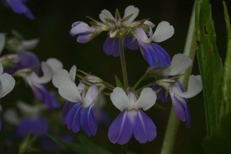 Spring Blue Eyed Mary photo 3