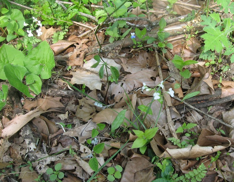 Spring Blue Eyed Mary photo 4