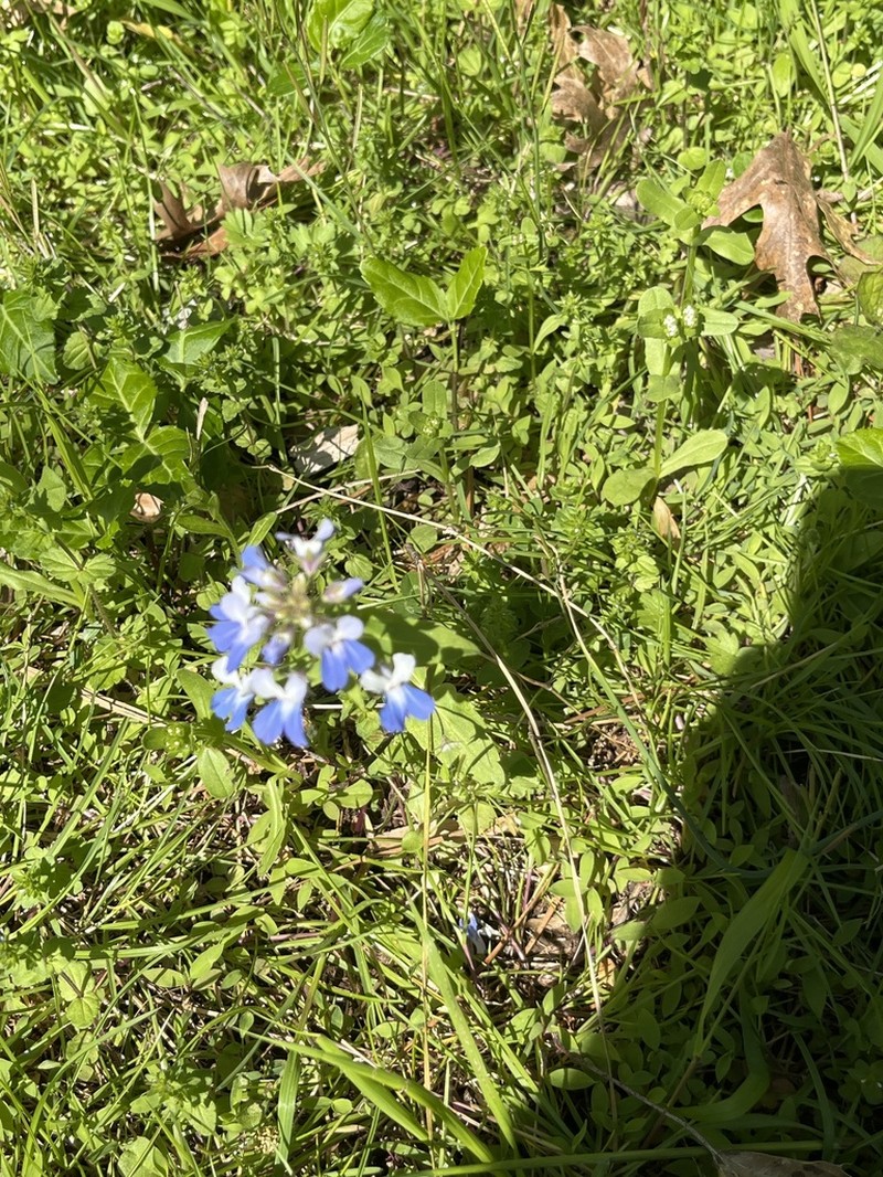 Spring Blue Eyed Mary photo 5