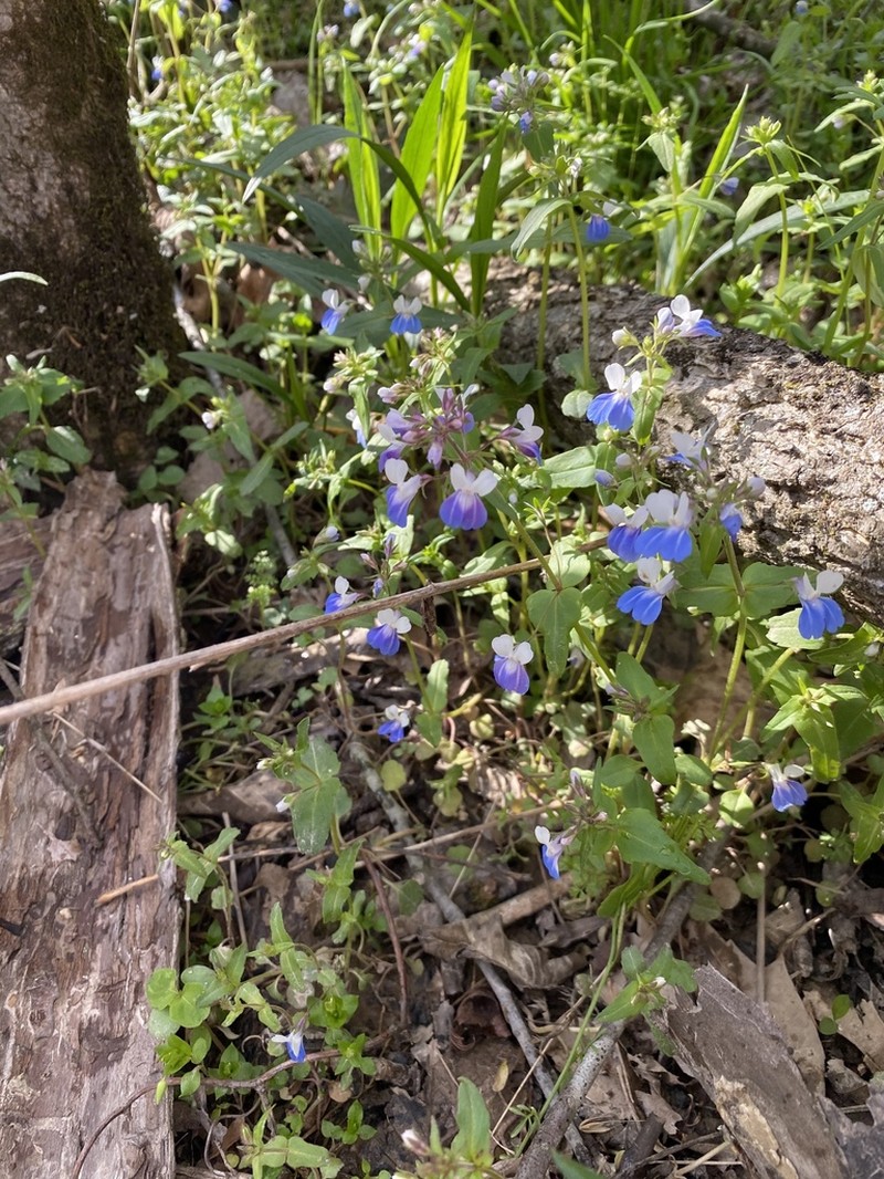 Spring Blue Eyed Mary photo 6