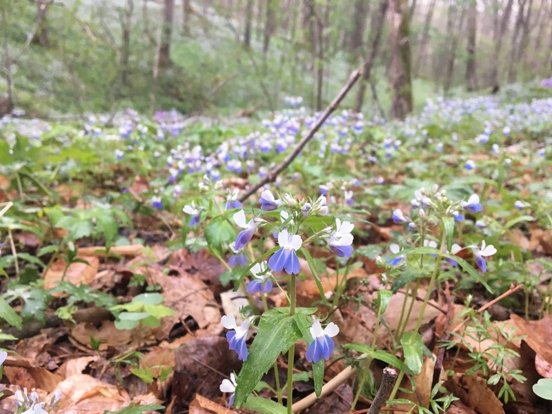 Spring Blue Eyed Mary photo 7