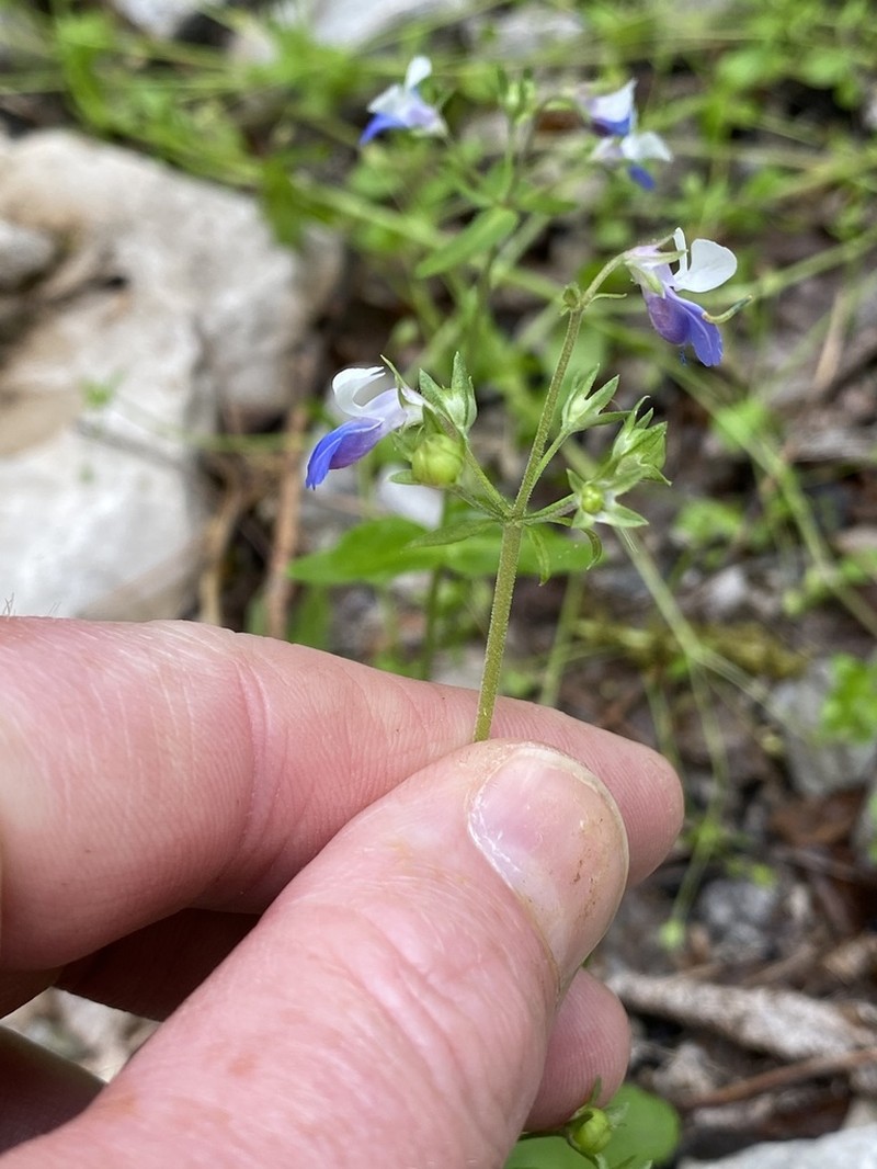 Spring Blue Eyed Mary photo 8
