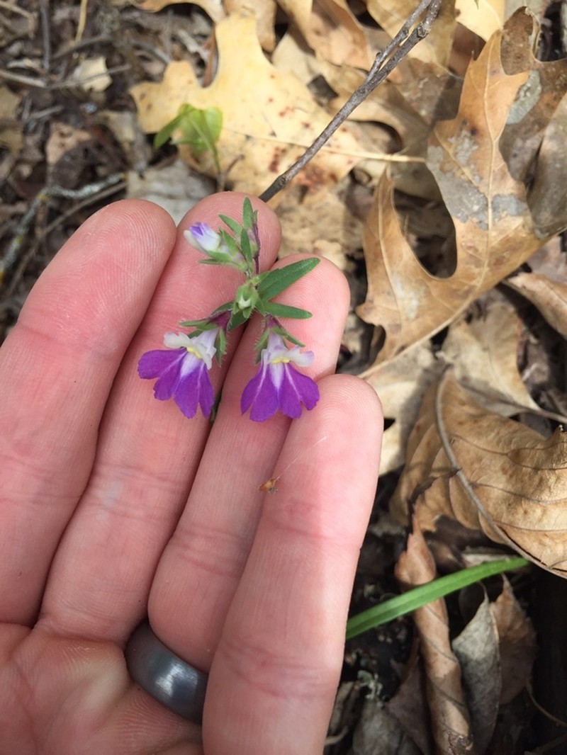 Violet Blue Eyed Mary