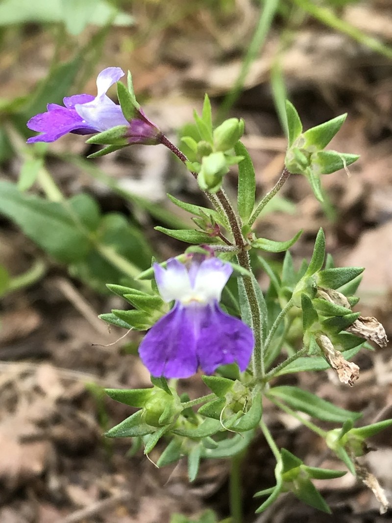 Violet Blue Eyed Mary photo 2