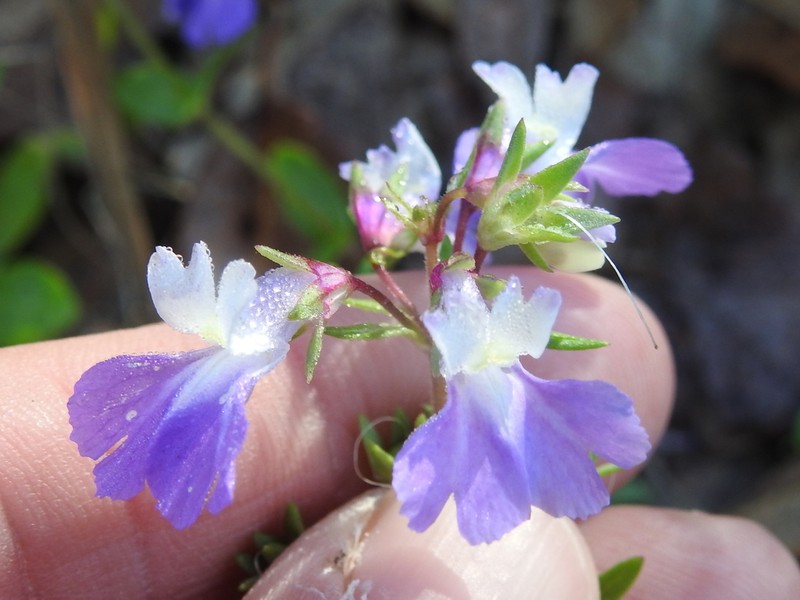 Violet Blue Eyed Mary photo 3