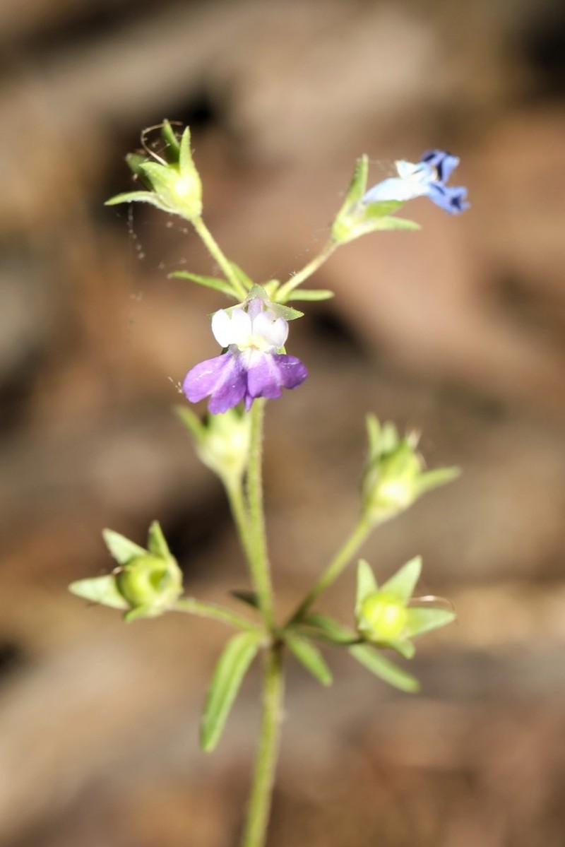 Violet Blue Eyed Mary photo 4