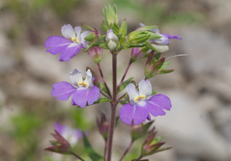 Violet Blue Eyed Mary photo 5