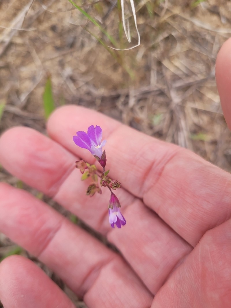 Violet Blue Eyed Mary photo 6