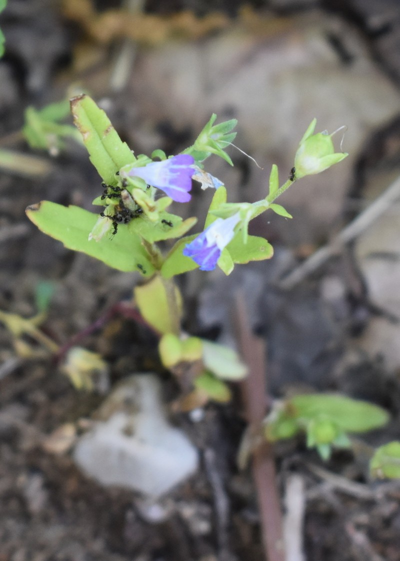 Violet Blue Eyed Mary photo 7