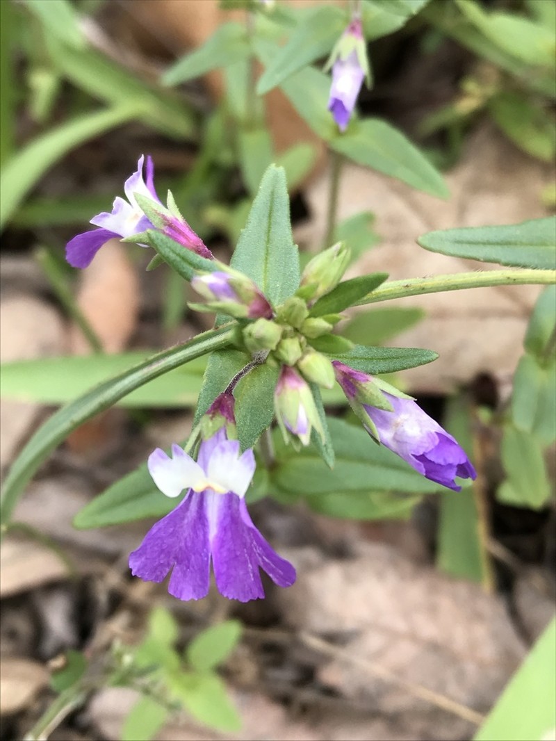 Violet Blue Eyed Mary photo 8