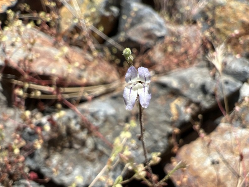 Collinsia wakahlmae