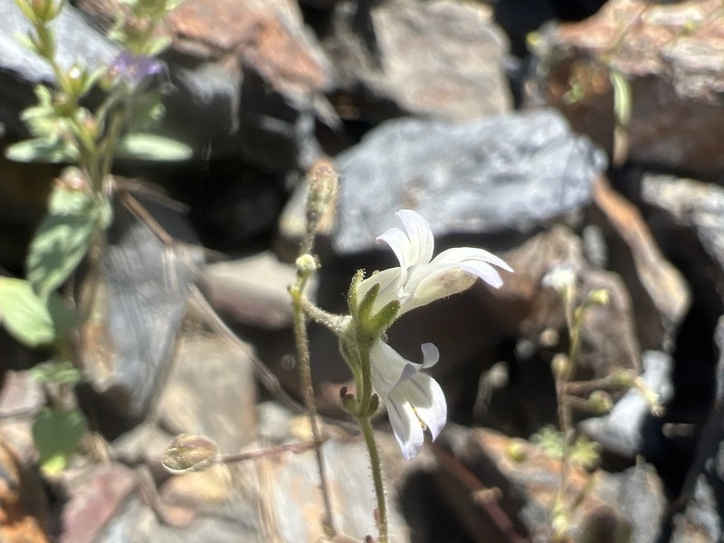 Collinsia wakahlmae photo 2