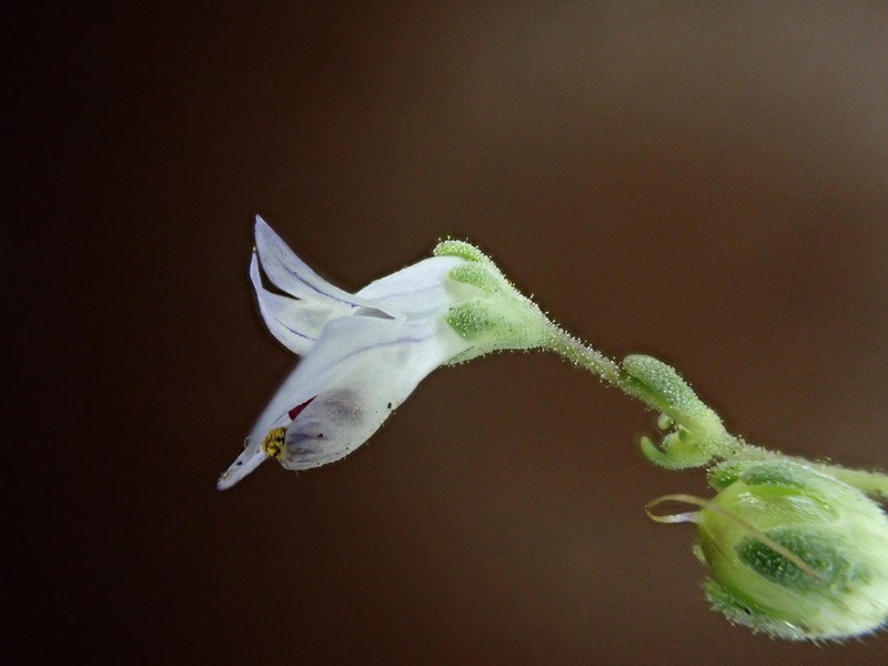 Collinsia wakahlmae photo 4