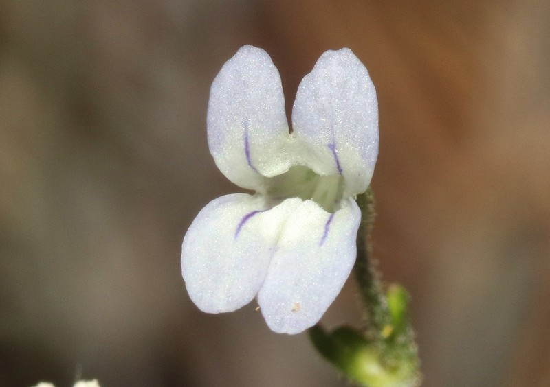 Collinsia wakahlmae photo 5