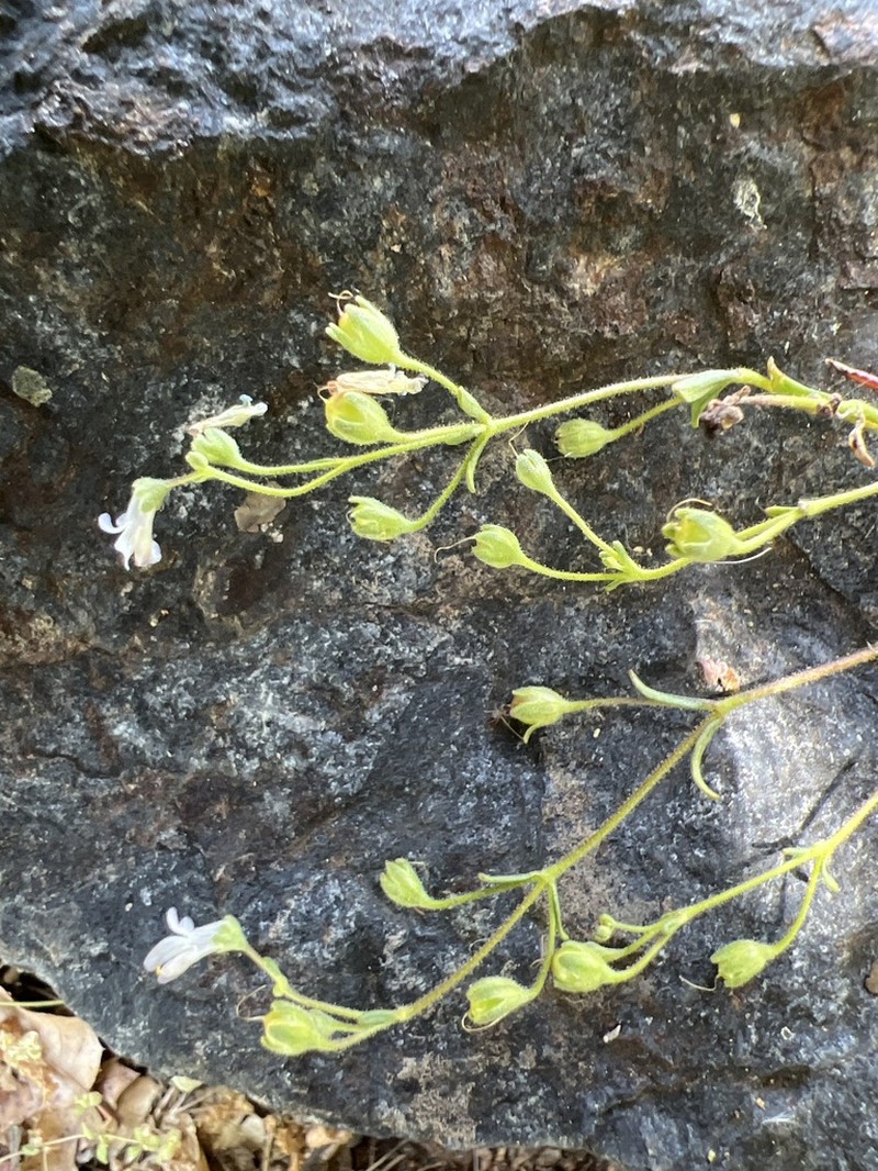 Collinsia wakahlmae photo 6
