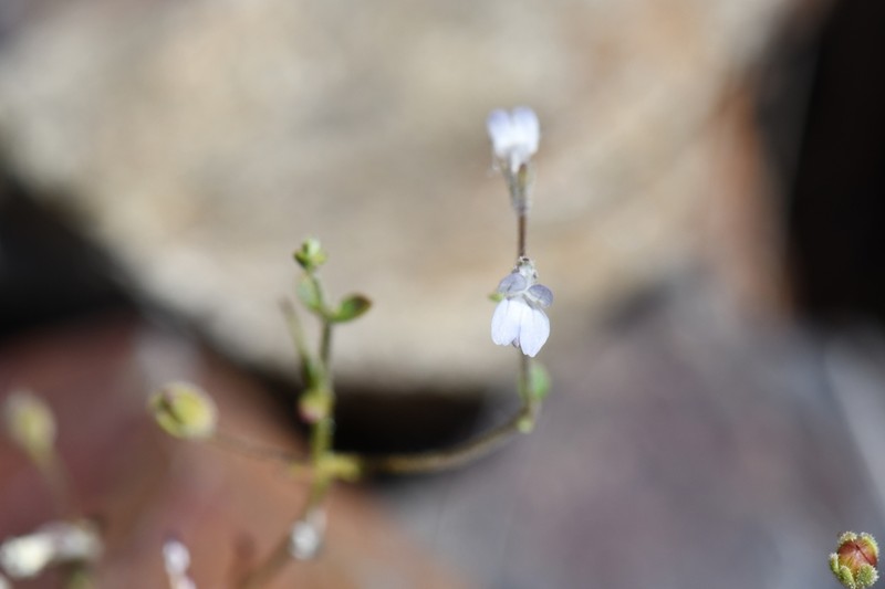 Collinsia wakahlmae photo 7