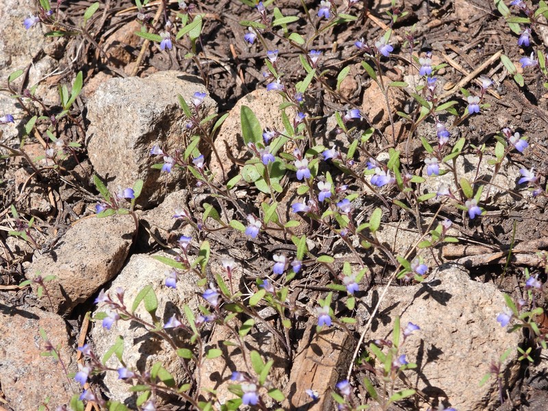 Collinsia wrightii