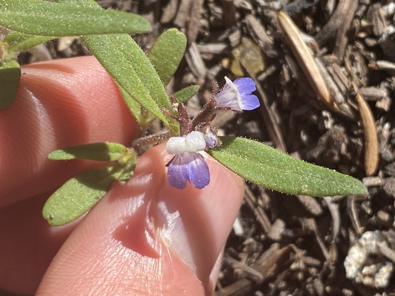 Collinsia wrightii photo 2