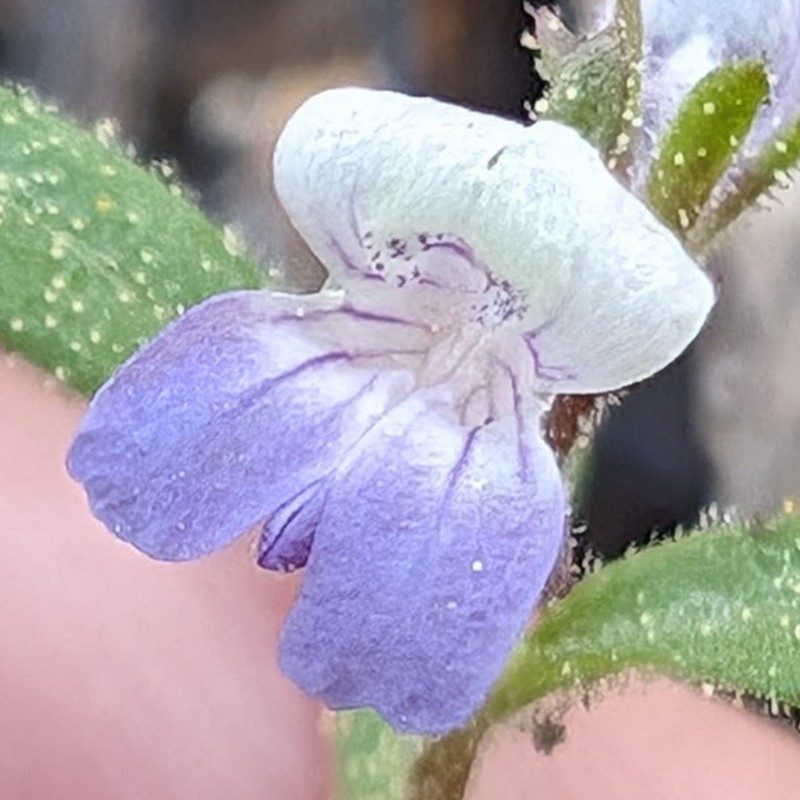Collinsia wrightii photo 3