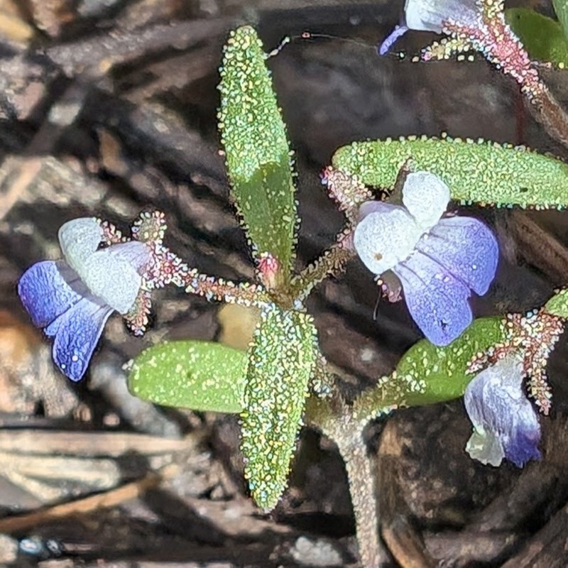 Collinsia wrightii photo 4