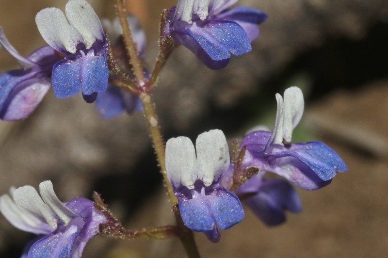 Collinsia wrightii photo 5