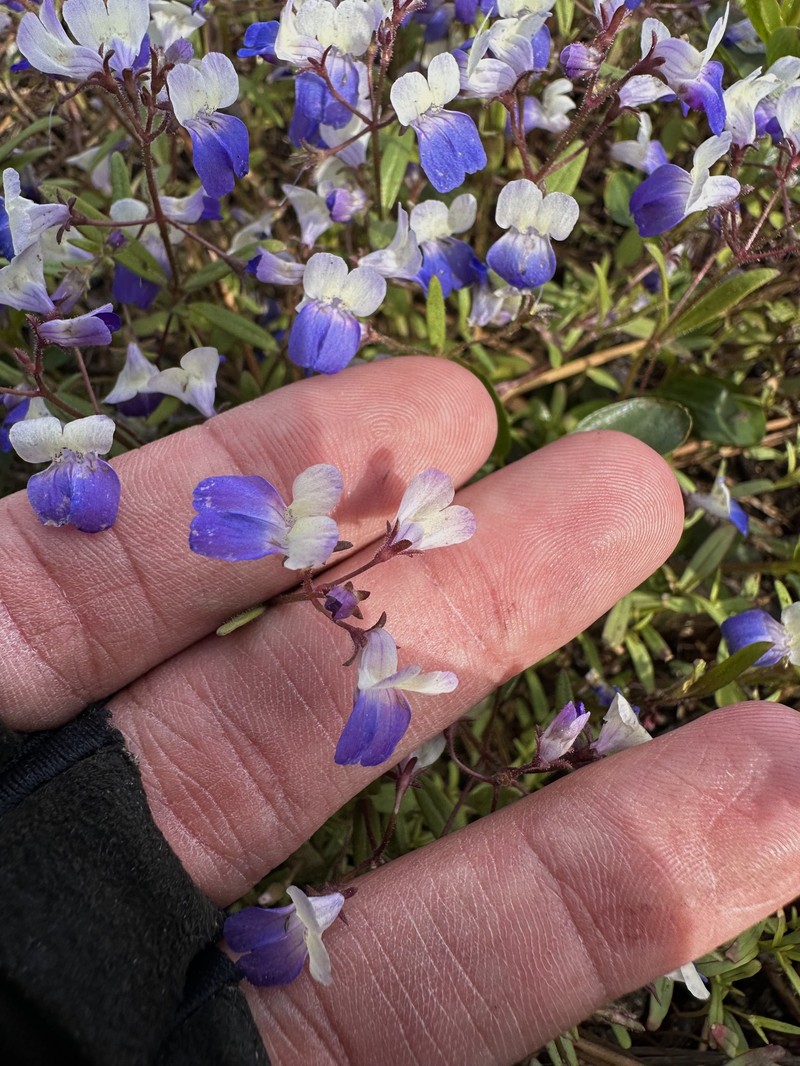 Collinsia wrightii photo 6