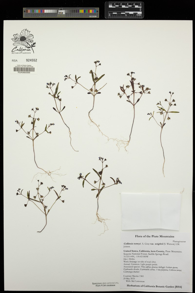 Collinsia wrightii photo 7