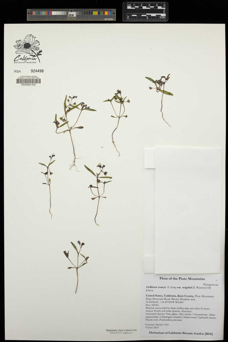 Collinsia wrightii photo 8
