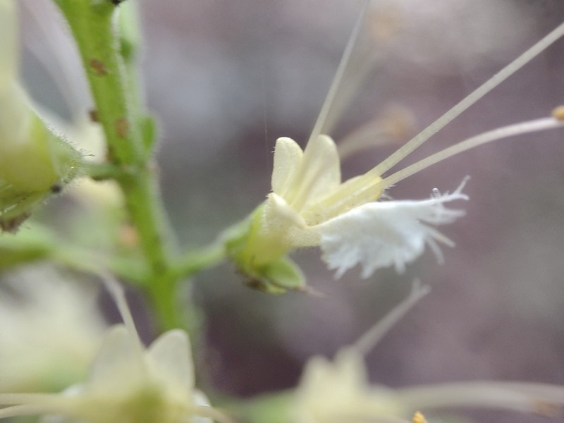 Collinsonia anisata