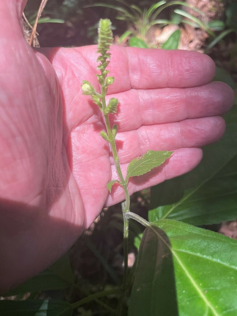 Collinsonia anisata photo 2