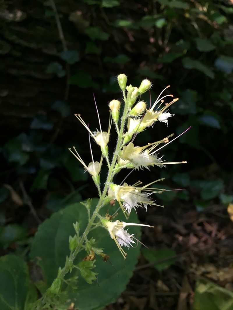 Collinsonia anisata photo 3