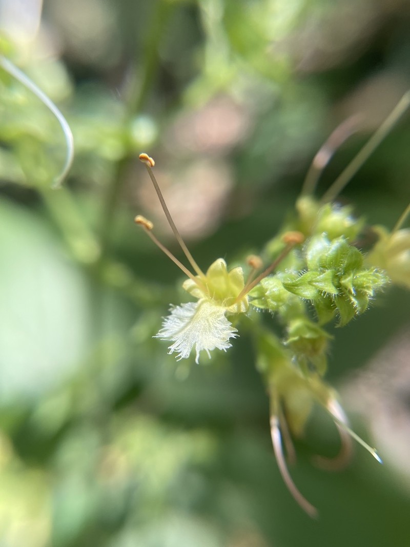 Collinsonia anisata photo 4