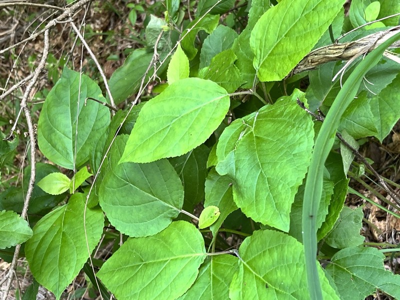 Collinsonia anisata photo 5