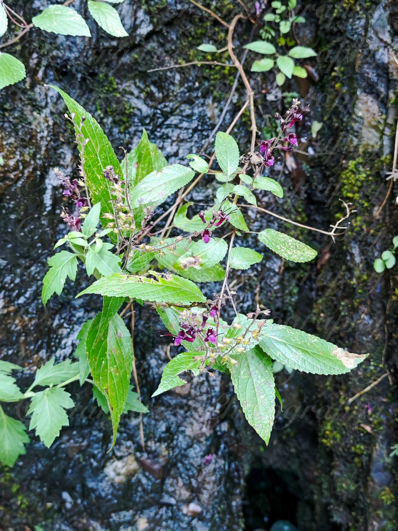 Collinsonia australis