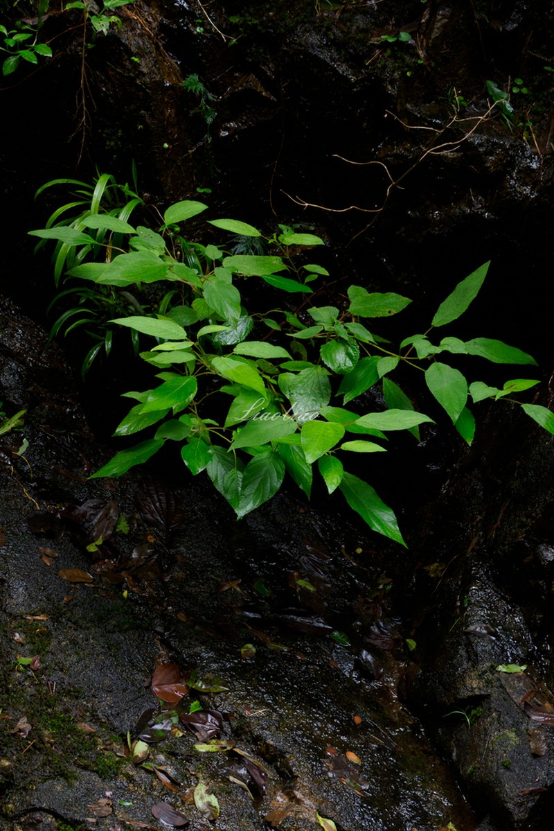 Collinsonia australis photo 2
