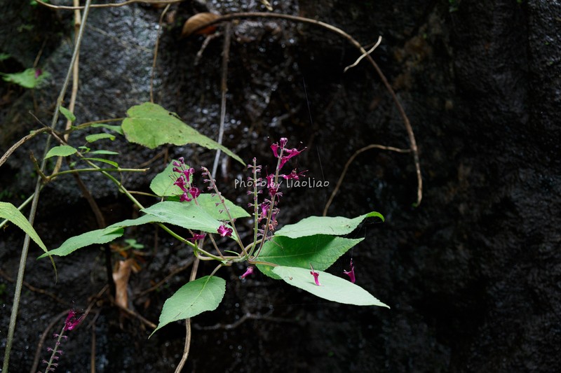 Collinsonia australis photo 3