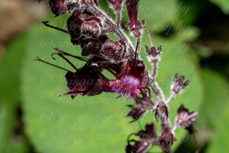 Collinsonia australis photo 4